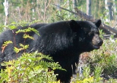 Biggest Bears in Ontario