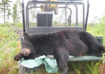 black bear killed and dead
