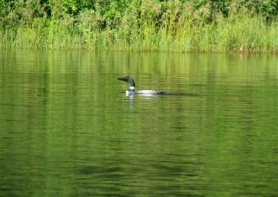 fishing trip with loons in Ontario