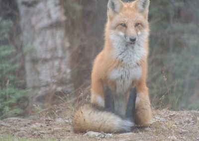 red fox sitting