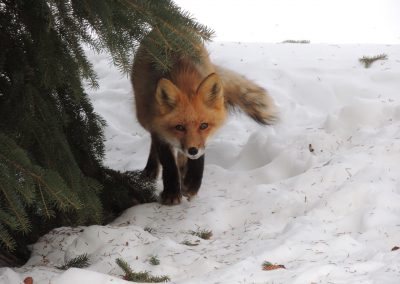 red fox hunting prey