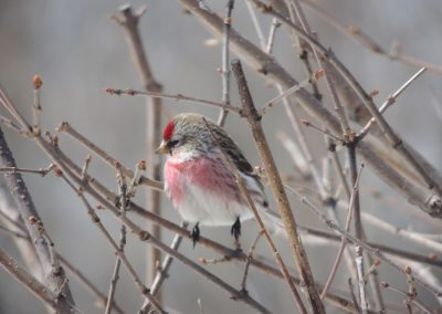 Finches of Northern Ontario Pink Breasted