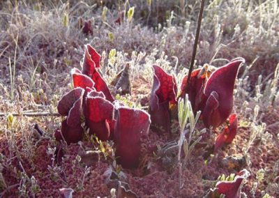 frost on pitcher plant northern ontario