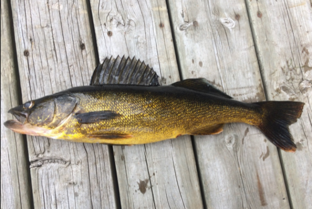 northern ontario pickerel or walleye