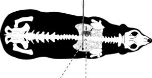 cross section view of black bear