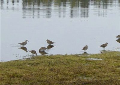 ontario migration of shoreline birds